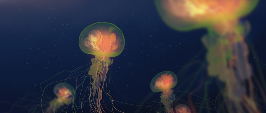 原创 动物焦点 模糊 黑暗 景深 发光