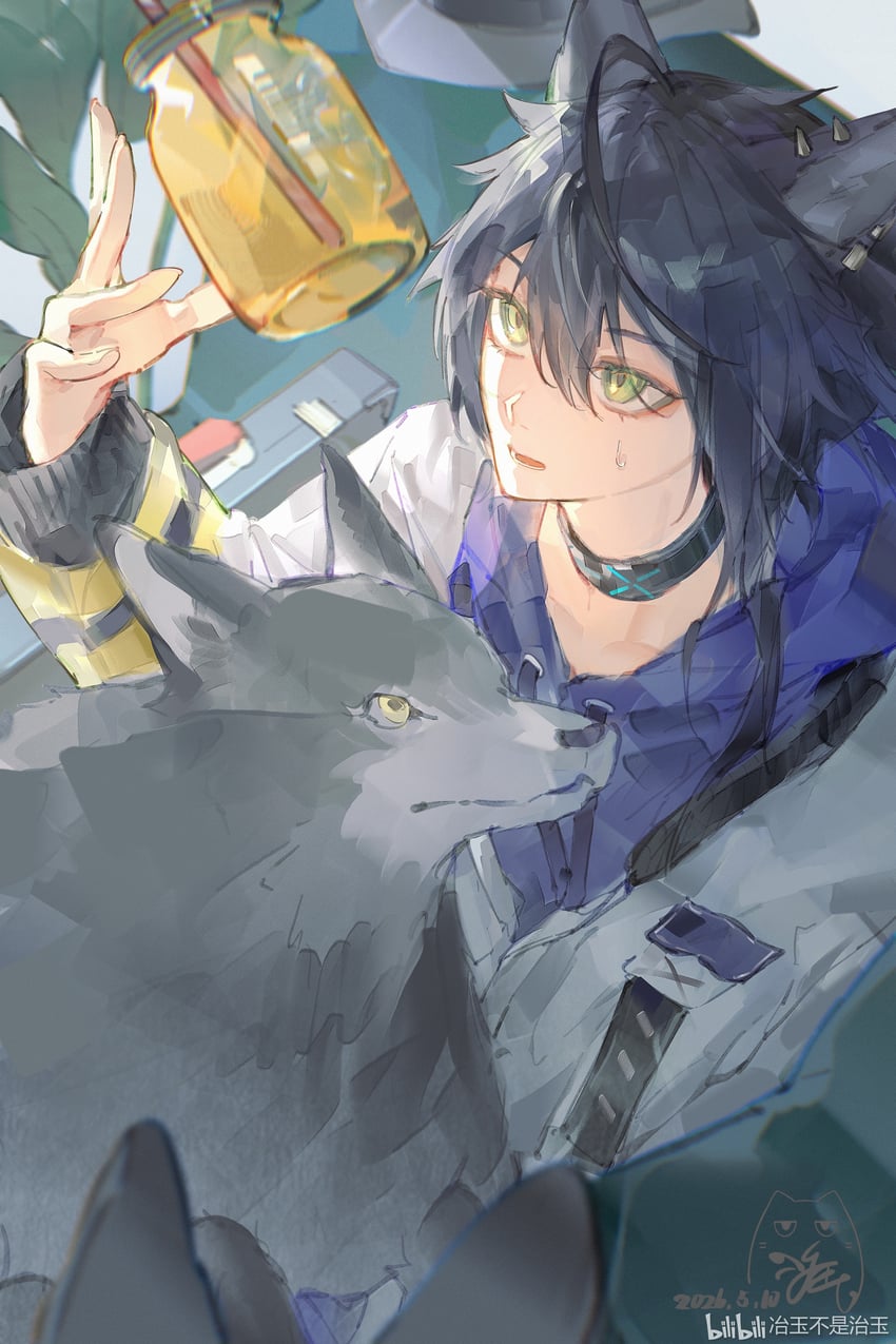 明日方舟、伺夜 (明日方舟)、伺夜 (叙拉古人) (明日方舟) 1名男孩 兽耳 黑色项圈 黑发 蓝色连帽衫