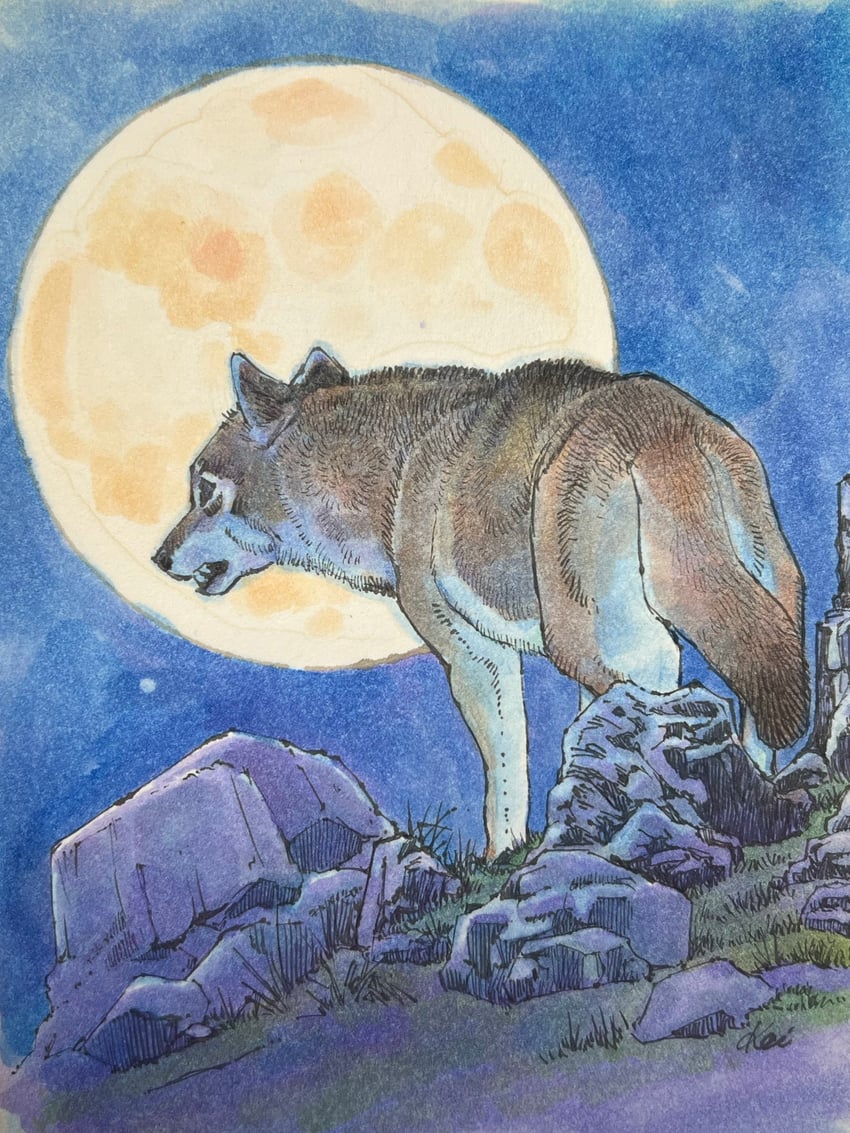 原创 动物焦点 从后方 满月 草地 月亮